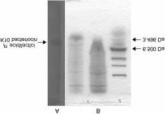coli O157:H7 in phosphate buffer. Organic Acid Analysis During Mixed Culture of P. acidilactici K10 and E. coli O157:H7 Organic acid analysis during the mixed culture of P. acidilactici K10 and E. coli O157:H7 was performed.