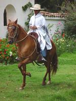 No other horse combines strength, intelligence and beauty so perfectly as the Peruvian Paso Horse.