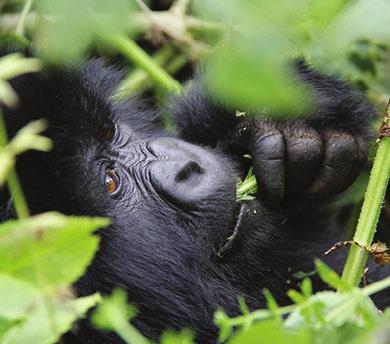 Africa gorilla safari trip highlights Tracking Mountain Gorillas in Volcanoes National Park Trek through the pristine forest of Volcanoes National Park Trip Duration 3 days Trip Code: GEX Grade