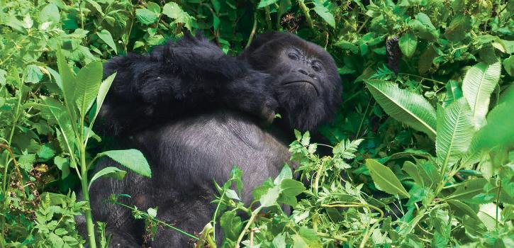 14 DAY Gorilla Encounter ZOKCGN-7 This tour visits: Kenya, Uganda Go all-out Tarzan on this unbelievable Gorilla