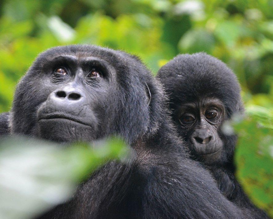 GORILLA SAFARI PROCEDURES Gorilla Tracking Rules In Uganda, often described as the Pearl of Africa, one can discover natural wonders not found anywhere else on the planet.
