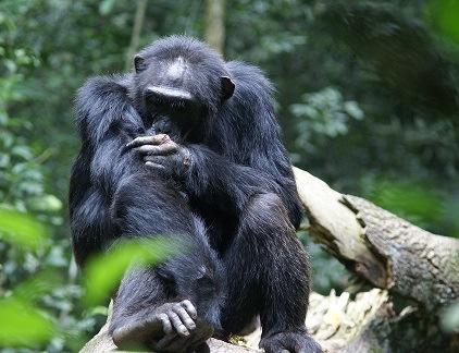 DAY 6 Kibale Forest & Bigodi Village Today the forest opens its doors for a sensational chimp tracking.