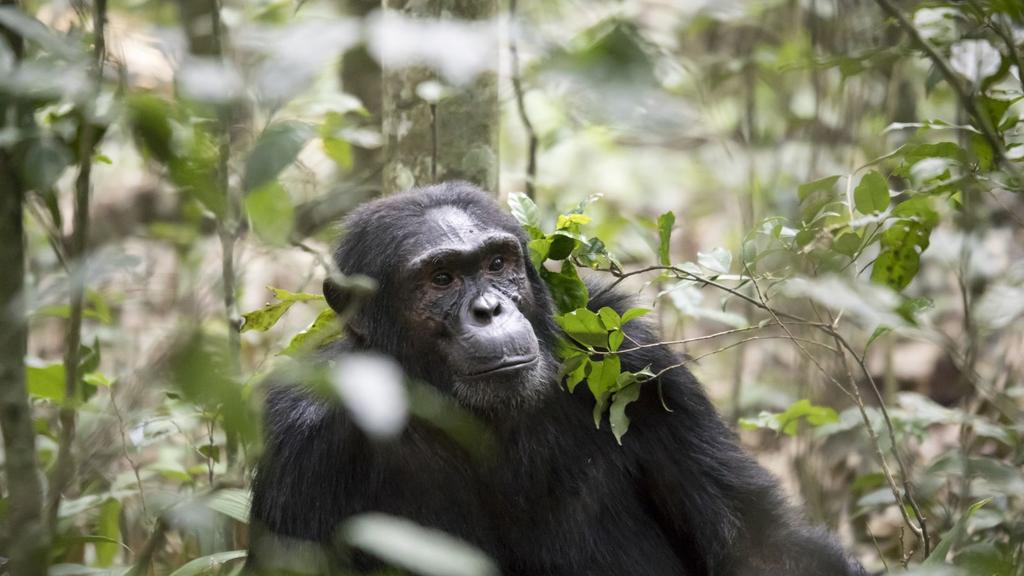 After providing unique opportunities to see chimps and mountain gorillas in the wild, your adventure then ends along the shores of Lake Victoria, where you can relax beside the waters of one of