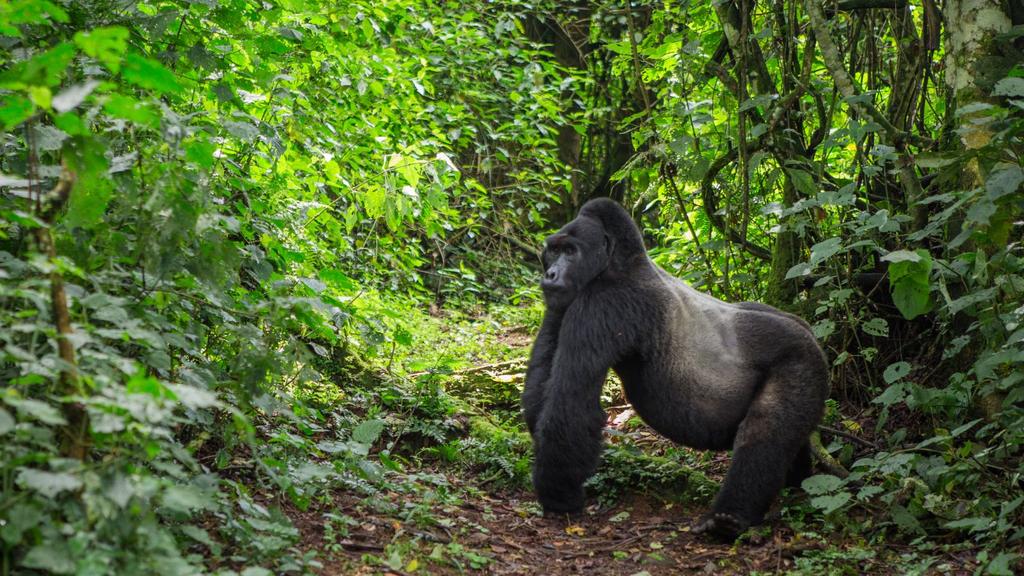 Then continue to the remote landscapes of Kibale National Park, where you can track the endangered chimpanzees inhabiting the forest, as well as 12 other primate species.