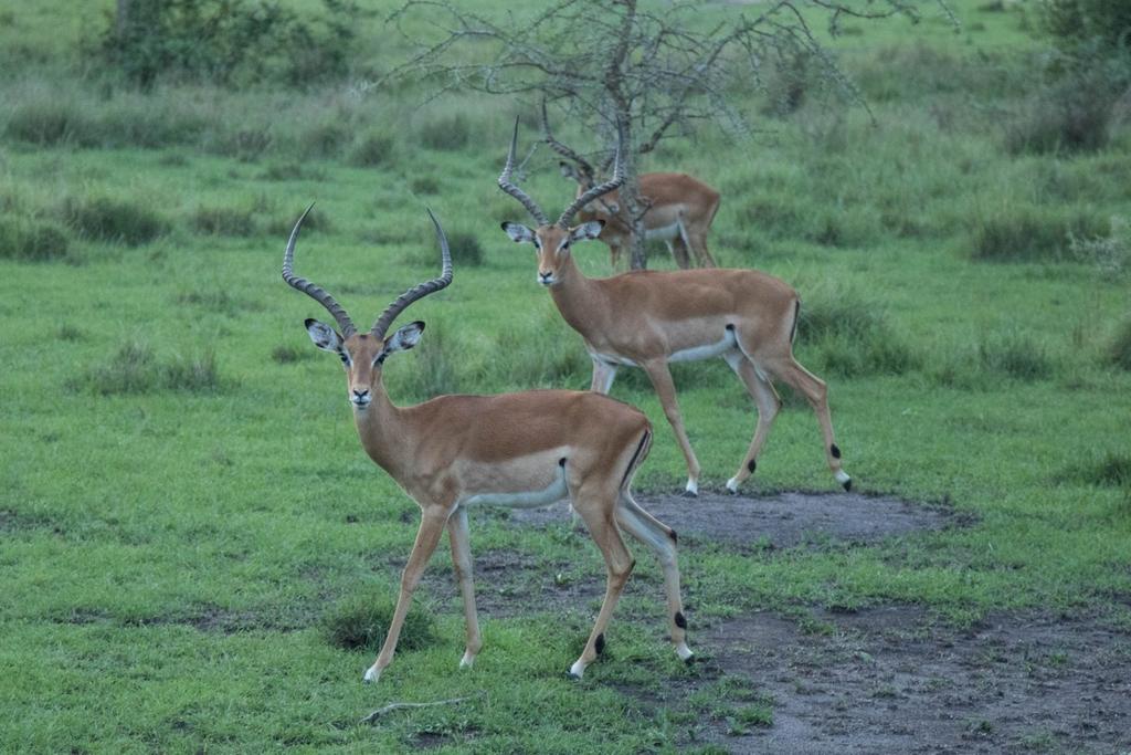 Day 11: Lake Mburo N. P - Entebbe A Game drive in Lake Mburo National Park are a perfect way to begin or end a Safari in Uganda.