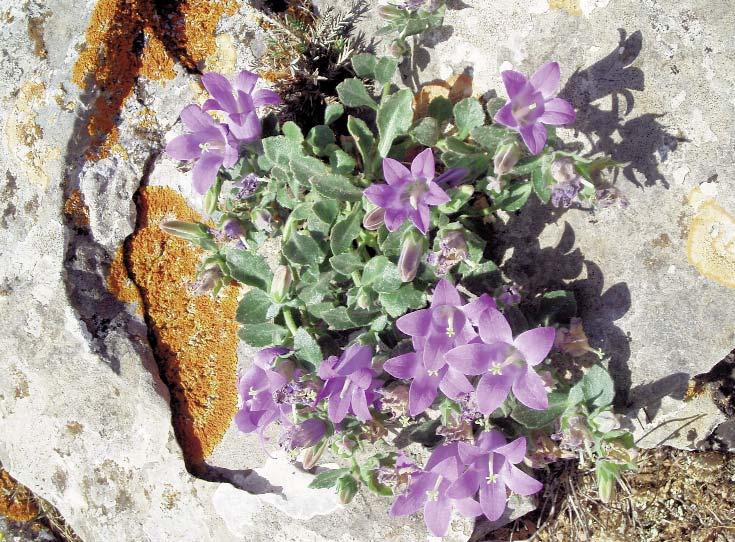 Flora Mediterranea 23 203 89 Fig. 5. Campanula reiseri s.l. from Kithnos island, Kiklades. Example: Viola cephalonica Bornm. (Katsouni & al. 2009), half the biotope of which is on the summit of Mt.