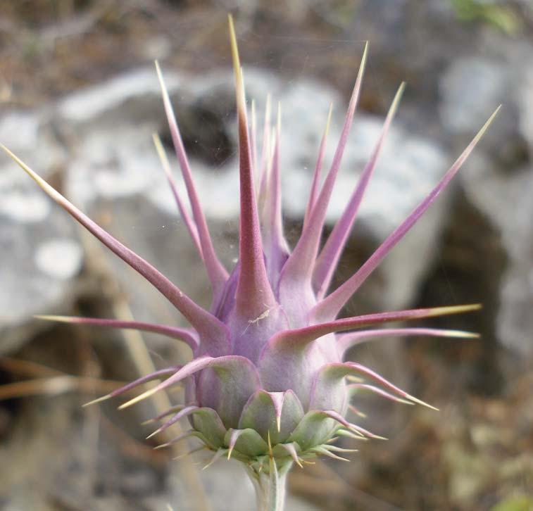 90 Kamari: The present and future of the flora of Greece and its conservation... Fig. 6. Close up photo of the inflorescence of Cynara cyrenaica in east Kriti.