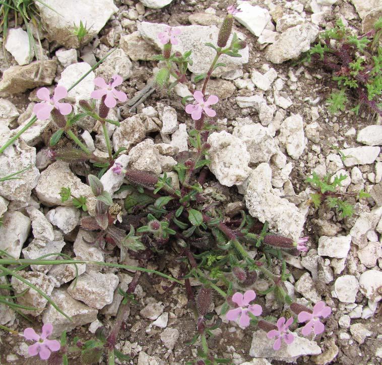 Flora Mediterranea 23 203 9 Fig. 7. Saponaria aenesia in the National Park of Mt. Ainos on Kephalonia island. other threatened species, like Paeonia mascula subsp. russoi (Biv.) Cullen & Heywood.