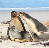 Kangaroo Island Excursion SEAL BAY BEACH ENCOUNTER Walk among the third-largest colony of Australian sea lions and watch in delight as members of this colony fish, dive