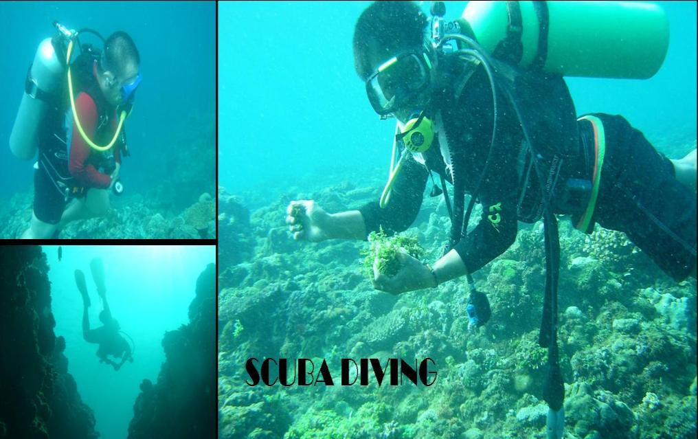 Scuba Diving and Snorkeling