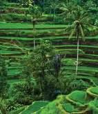 HALF DAY (7-8 Hours) UBUD RICE FIELD WALK ( WX ) Ubud, Bali Published Rate USD 40 Nett/Person Your Net Rate USD 34/Person Taste the atmosphere of Balinese life