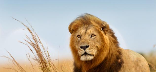 5 STAR SAFARI $3399 PER PERSON TWIN SHARE TYPICALLY $5399 SEBATANA LION LODGE SOUTH AFRICA THE OFFER Get ready for the wildlife experience of a lifetime with this 10 day safari trip to South Africa.