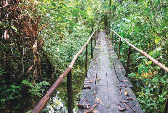 You ll set off down the Madre de Dios River through the heart of the jungle surrounded by flora, fauna and breathtaking scenery.