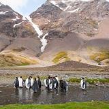 South Georgia teems with wildlife due to the currents that bring nutrients to the island from the Atlantic. Huge numbers of penguins and seals breed here.