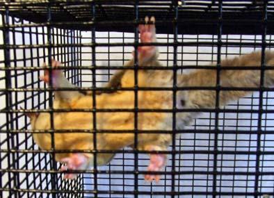 house Sugar Gliders. (See Figure 2) These aviaries were constructed of ½ inch (1.25cm) spaced, powder-coated, vertical bars.