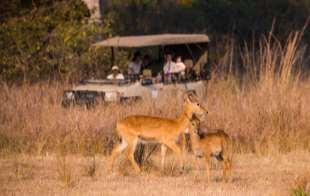 Secluded away in remote areas of the Kafue National Park, you can enjoy accommodation in an authentic bush camp nestled
