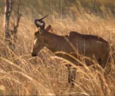 Owing to this varied habitat, Kafue is blessed with one of the highest diversities of mammals of all national parks in the world (158