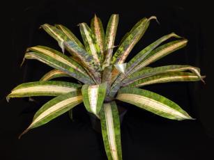(March 2017) These are followed by Cryptanthus species (Sept'2017).