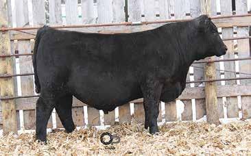 Dandy Acres Leupold 16 DOB: 02/21/17 AAA 18917074 Tattoo: 16 2018 Denver pen bull. Heavy muscled with extra growth and performance. High docility bull. Potential use on heifers.