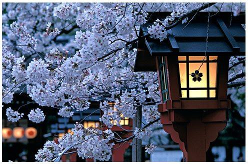JAPAN IN SPRINGTIME MARCH 31 ~ APRIL 11, 2019 As this is a tour of Japan s highlights we want to introduce you to small towns as well as to major cities, to ancient Japan as well as to new and