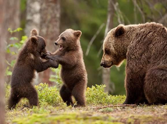 60% of European brown bear population