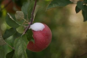 Conclusion Autumn newer varieties of apple shown greater sensitivity than older varieties to the change of vegetation period in the last three decades Shortening of apple vegetation is observed in