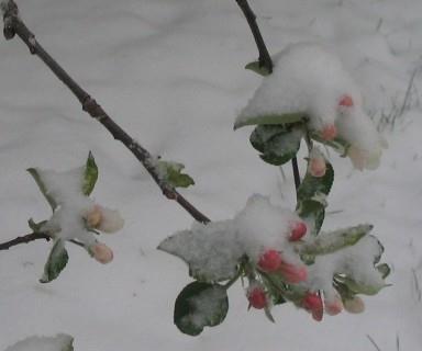 Winter dormancy Winter dormancy starts with leaf falling and ends with circulation of juices and bud swelling protects buds from the effects of cold weather and is defined by chill units (CU) If the