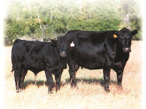 straight bred cow. - A crossbreeding program offers direct, maternal heterosis increased fertility, better calf survivability, heavier weaning weights, and greater cow longevity.