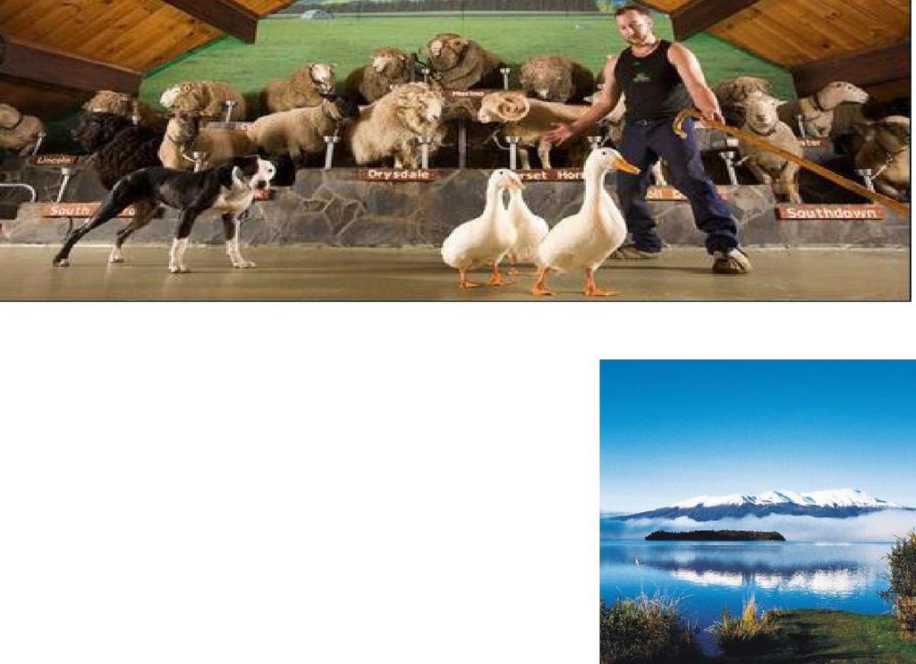 Then see our agricultural industry in action at the Agrodome, a working organic farm where you can find out all about farming life in New Zealand, watch a sheep shearing display and see sheep dog