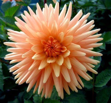 KITSAP COUNTY DAHLIA SOCIETY Inside this issue: KCDS Officers 2 KCDS Board Notes 2 ADS News 3 FNWDG News New Webmaster 4 My Dahlia Journey 5 Dates to Remember: January 15, 7:00 PM General Meeting