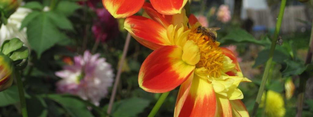 To hear the story of the dahlia being named after the Smith s eldest daughter made it like a good friend in the garden.