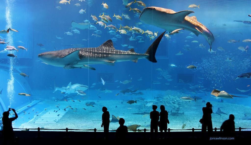 Istanbul Aquarium Worlds biggest thematic aquarium Contains 16 theme area from the Black