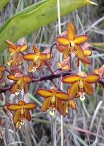 species of Epidendrum, We will spend the night in Puyo.