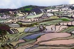 9 Day 14: Yuanyang This morning, take an easy hike around the rice terraces, admiring the spectacular natural beauty.