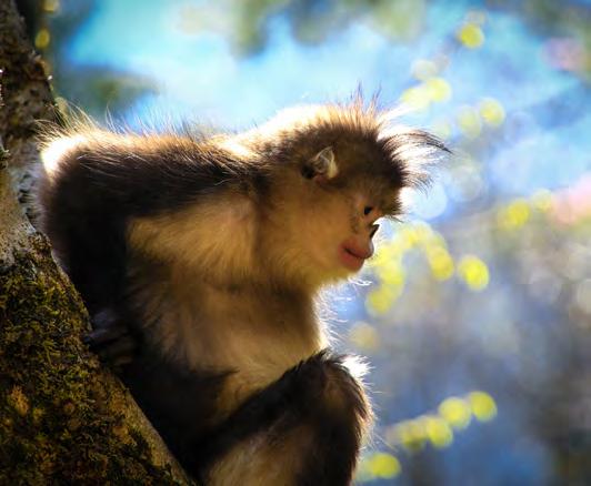 The rare species of Yunnan Golden monkey (Rhinopithecus biteti), is one of the world s most endangered primates: less than 2000 can be now found in the wild.