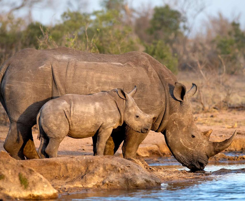 SINGITA IS COMMITTED TO SAVING AFRICA S WILDERNESS Singita is a conservation brand that has been preserving African wilderness for the past 25 years, offering guests an exceptional safari experience