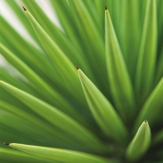 Soon after the aloe vera wonder plant was first introduced in Aruba back in 1840, Aruba became the world s largest aloe exporter as two thirds of the island s surface was covered with aloe vera