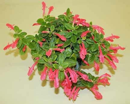 Judy Zinni s Report 1) At Sunday's meeting, (February 5th) Bill Simpson had a beautiful pink blooming Columnea that everyone got excited about; and it was loaded with blooms with many more to come.