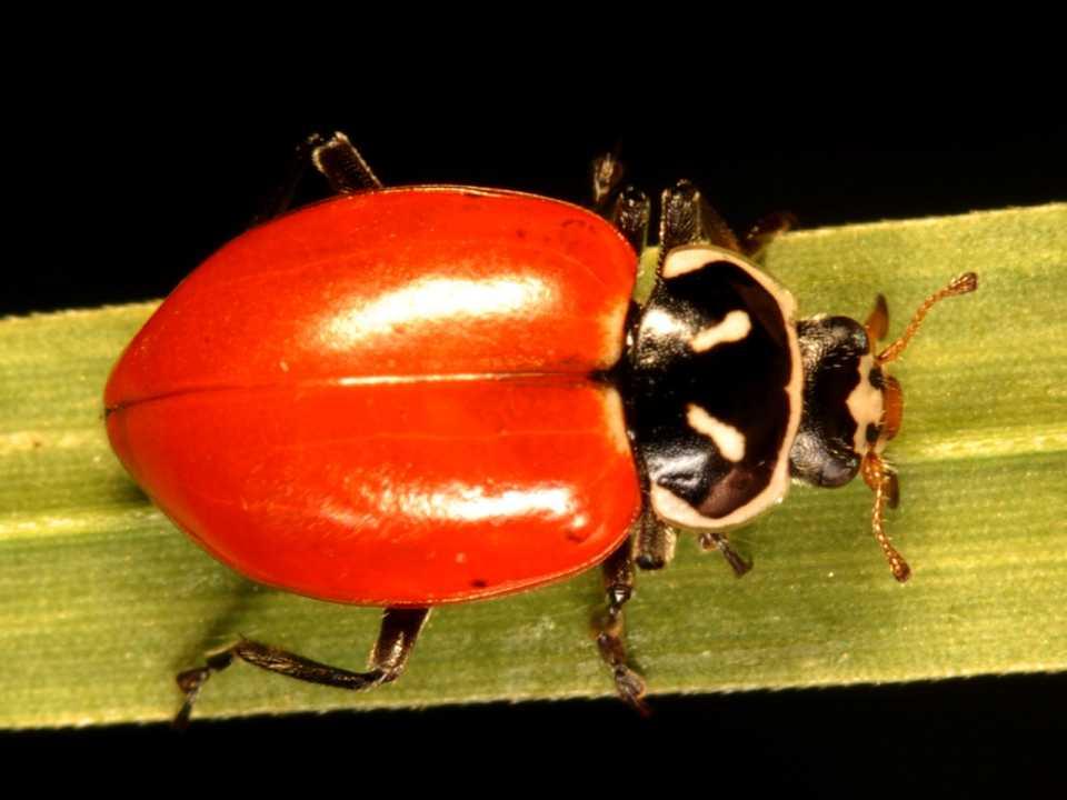 Ecosystem: Joaquin Miller Park Convergent Lady Beetle CA: