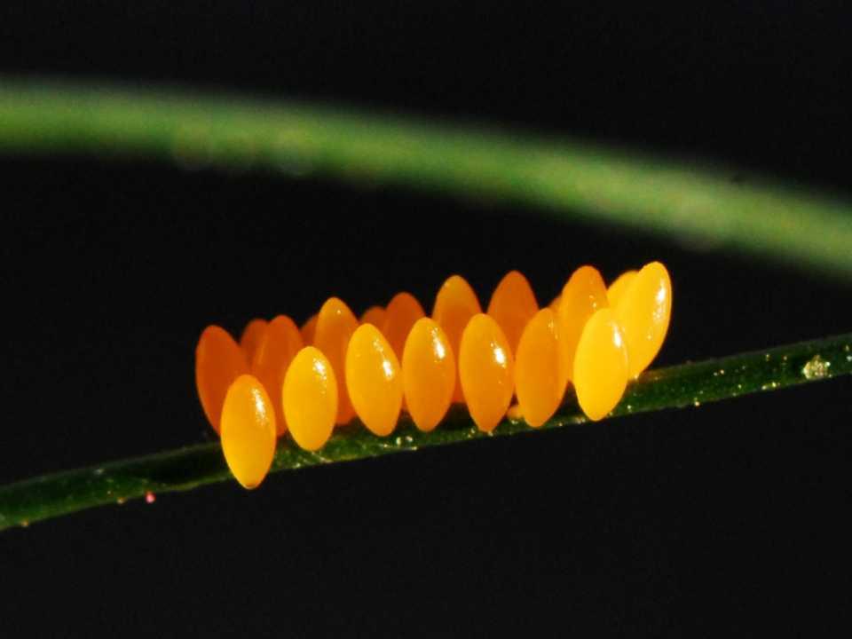 Ecosystem: Melrose District Lady Beetle Eggs CA: