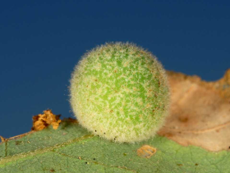 Ecosystem: Del Valle Reservoir Insect Gall CA: Alameda Co.