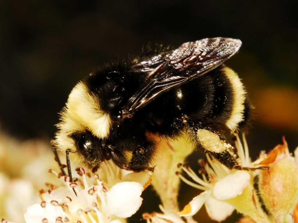 Ecosystem: MLK Regional Shoreline Yellow-faced Bumblebee