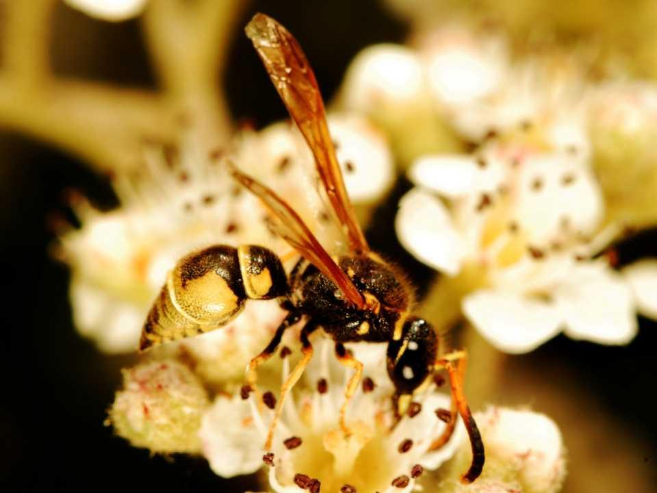 Ecosystem: MLK Regional Shoreline Potter Wasp CA: