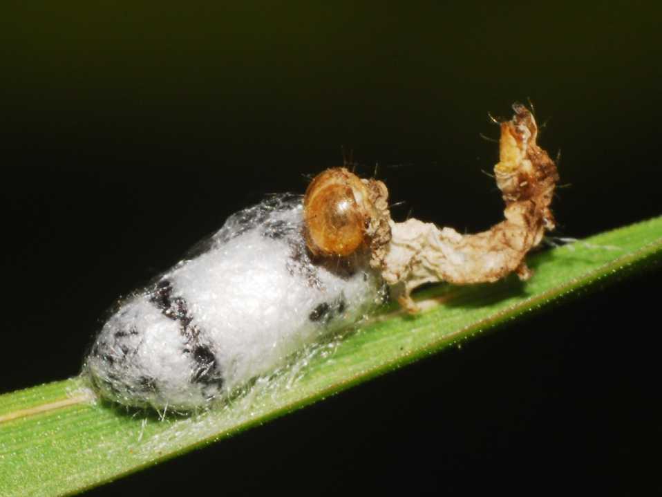 Ecosystem: Anthony Chabot Regional Park Caterpillar Parasite CA:
