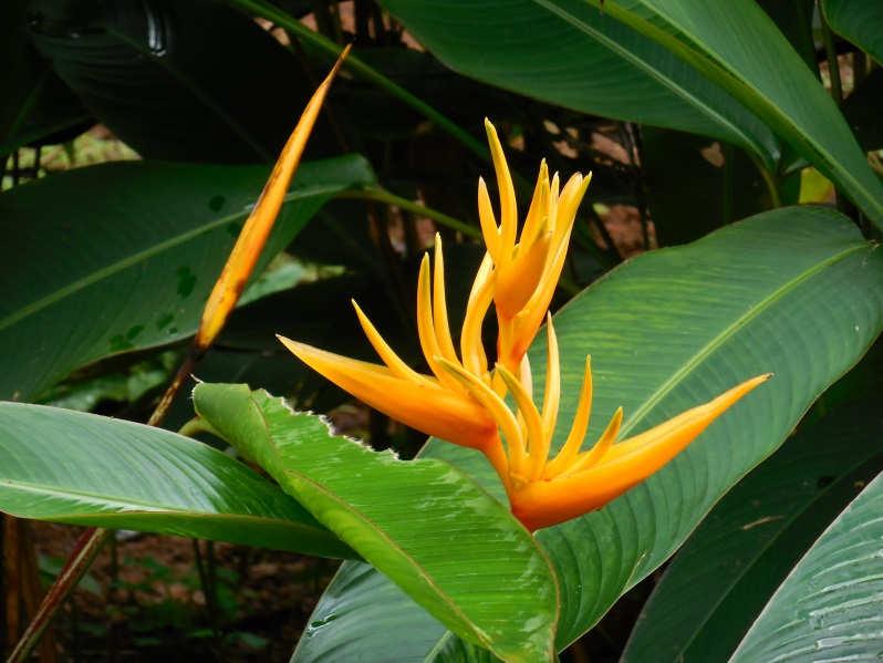 Puerto Ricans were unhappy about Luquillo and Caribbean National Forest so it was officially changed back in 2007. Below is a vibrant Bird of Paradise plant.