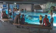 EARLY BREAKFAST VISIT KELLY TARLTONS SEALIFE AQUARIUM AND WITNESS THE LARGEST