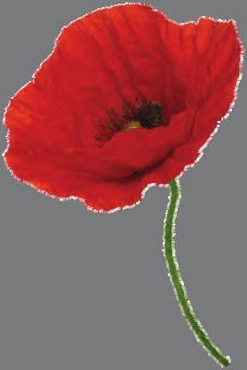 WW1 Community singing Talks on the history of roses, tulips and native