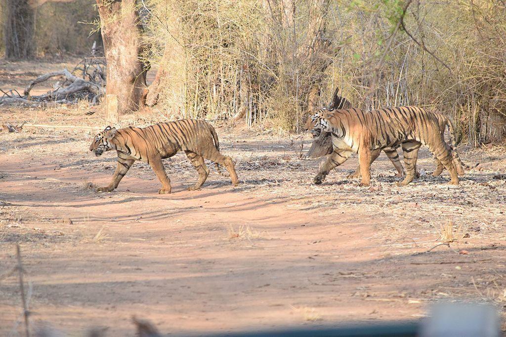 In Search of the Tiger - Safari in Kanha & Bandhavgarh An introduction to Central India s wildlife parks in the state of Madhya Pradesh works best with a combination of Kanha & Bandhavgarh National