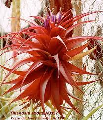 In the Bromeliaceae subfamily there is Androlepis skinneri ( a bromeliad that few of us grow), Billbergia macrolepis,
