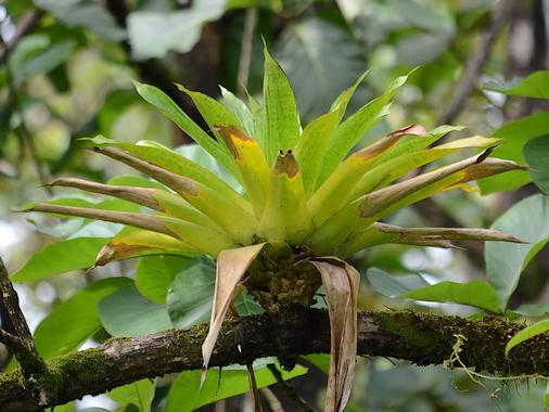 Some of these plants spread from Florida to Venezuela; others sweep from eastern Mexico into Costa Rica, and a few